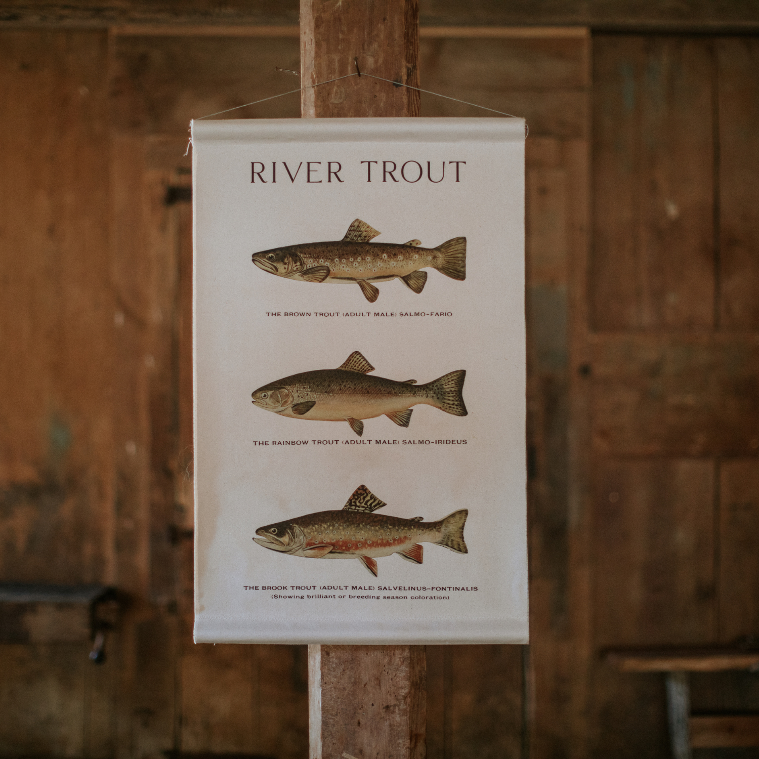 River Trout - Canvas Wall Hanging
